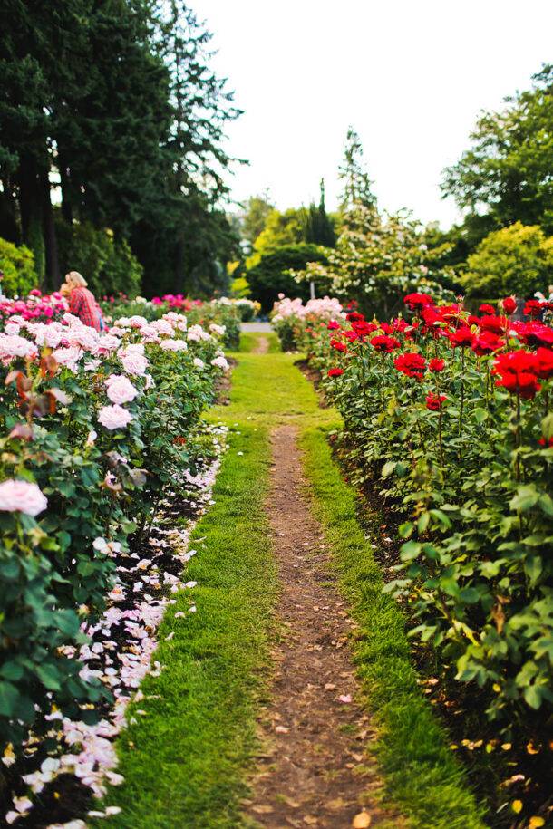 International Rose Test Garden Attractions Travel Leisure