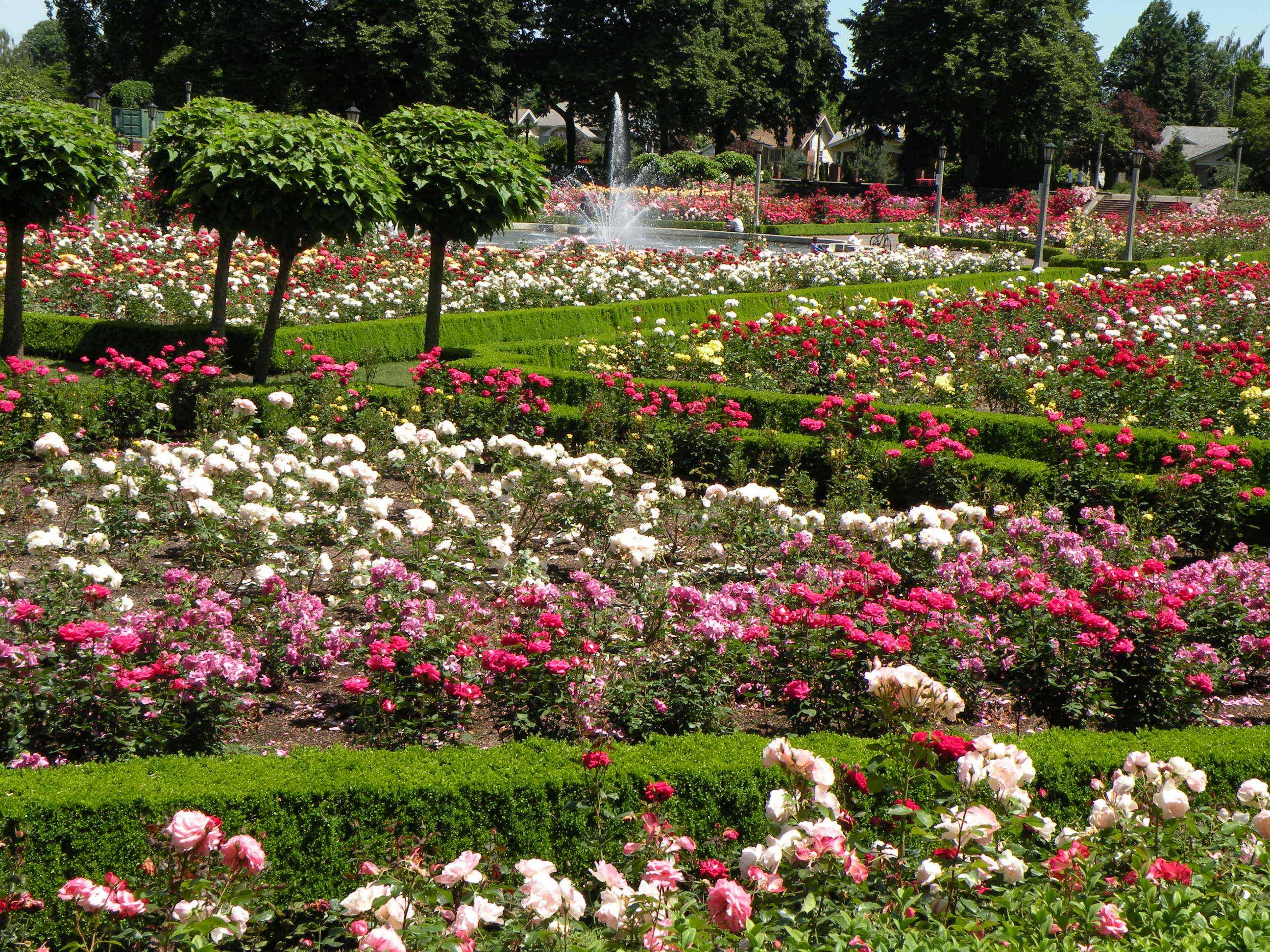 Portland International Rose Test Garden Admission