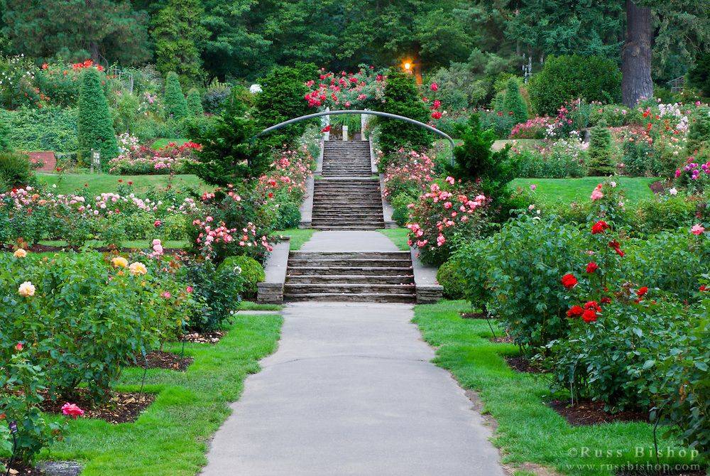 Rose Test Garden Portland Oregon Sprouts