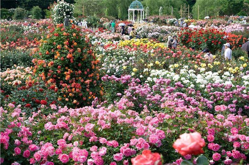 Japanese Rose Garden Oregon