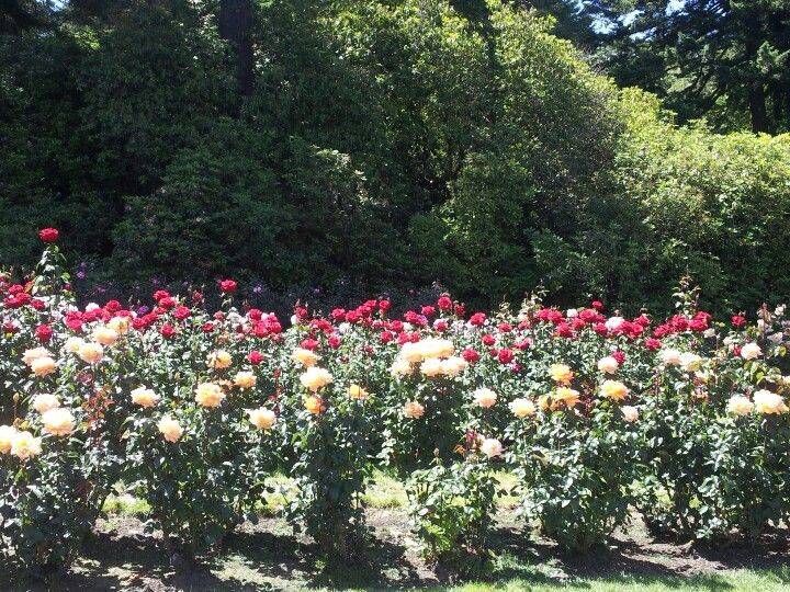 Japanese Rose Garden Portland
