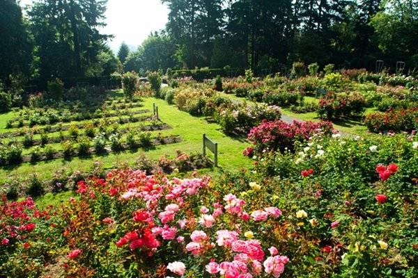 Japanese Rose Garden Wa