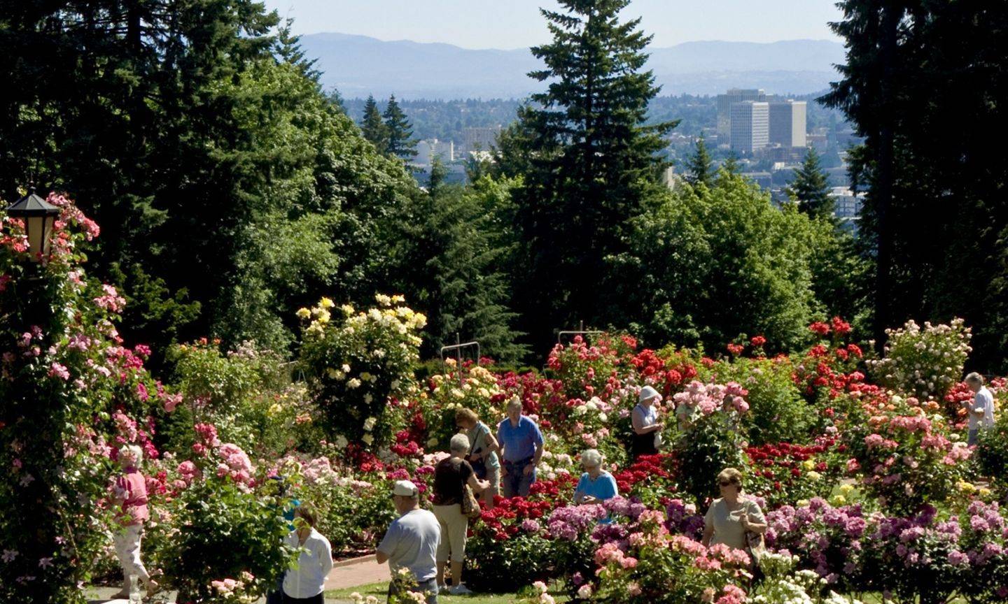 Japanese Rose Garden Wa