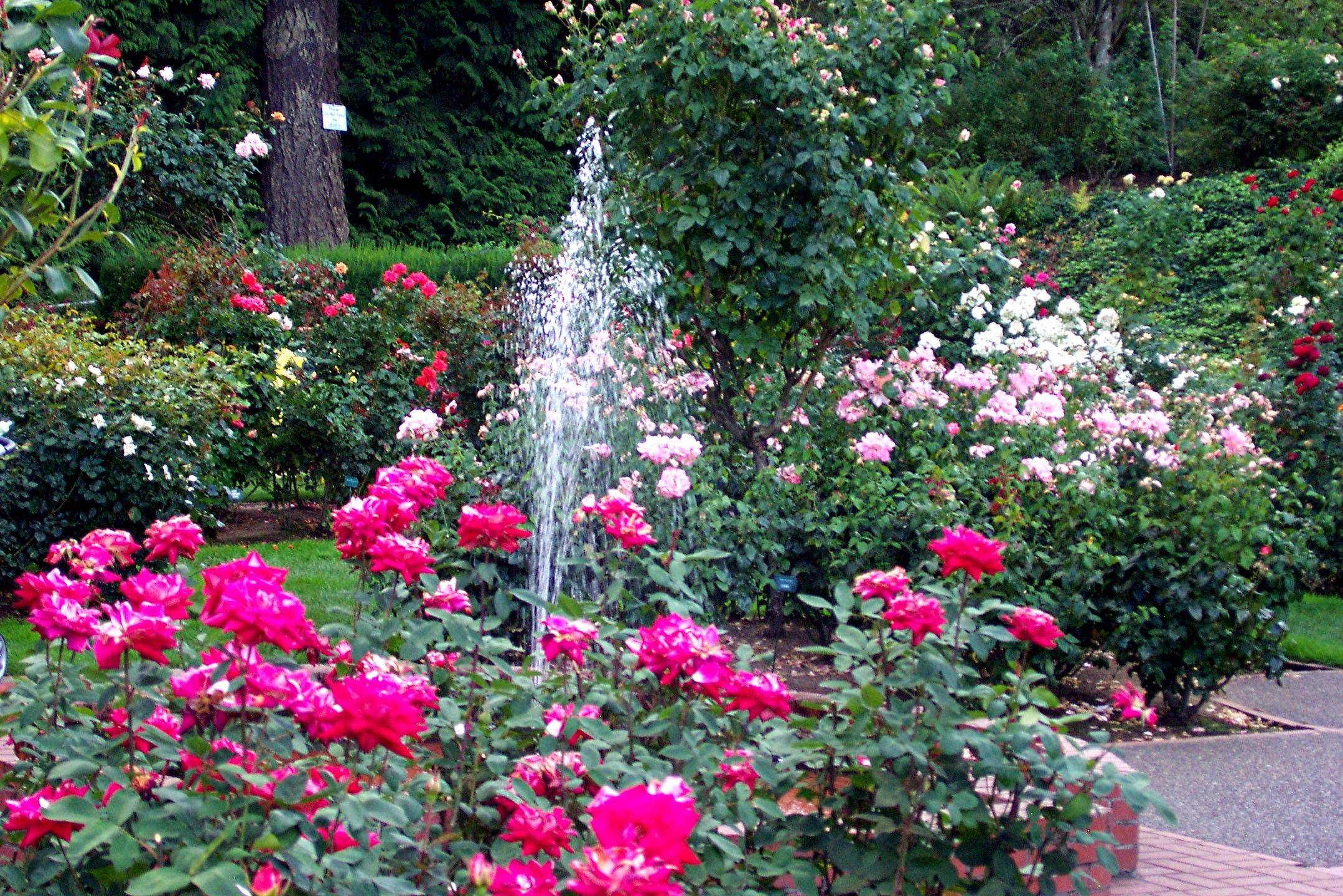 Oregon Rose Garden Portland
