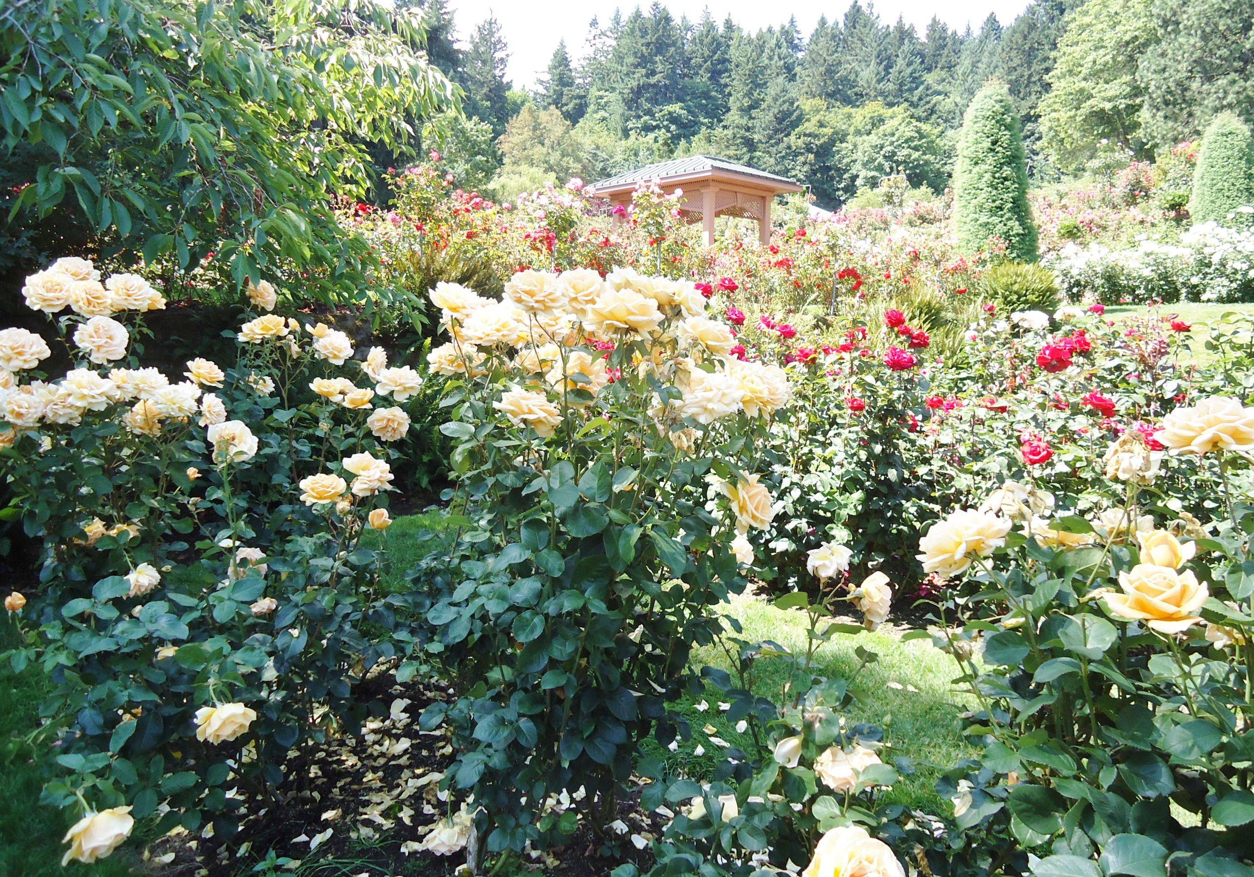 Rose Japanese Garden Portland February Unique