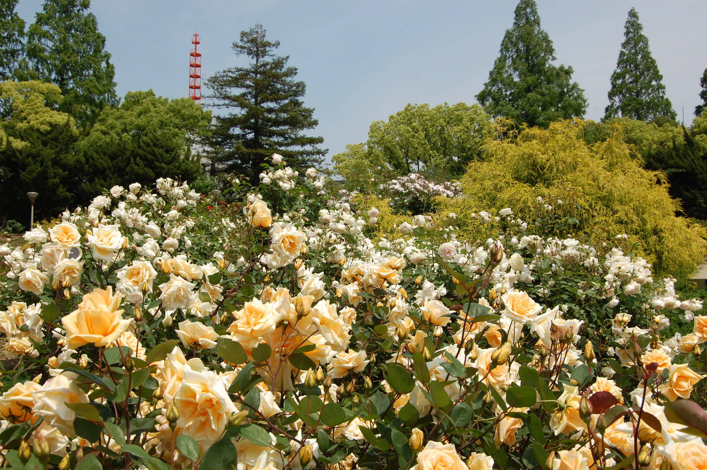 Gorgeous Gardens