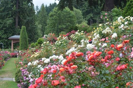 Rose Garden Ideas