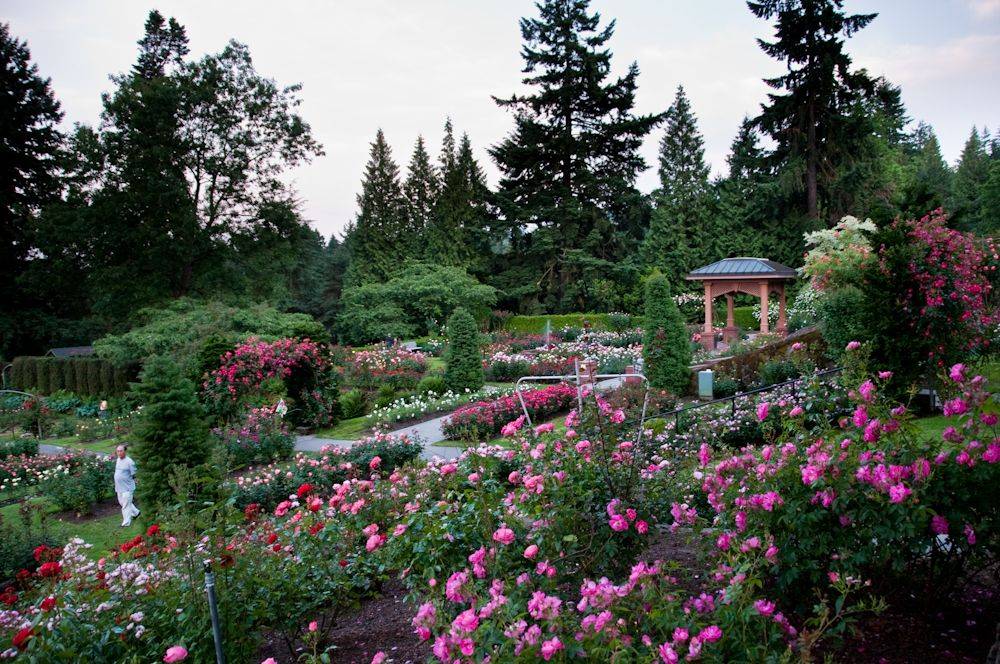 Portland Or International Rose Garden