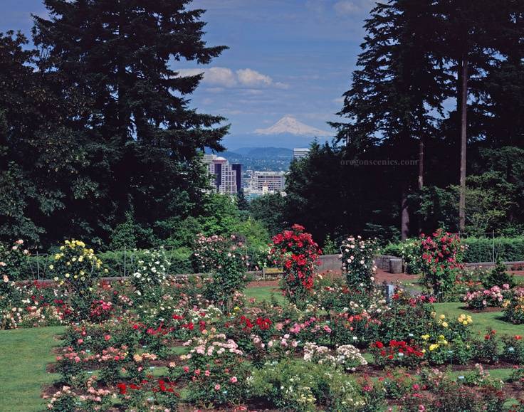 Portland Rose Garden Rose Garden Portland