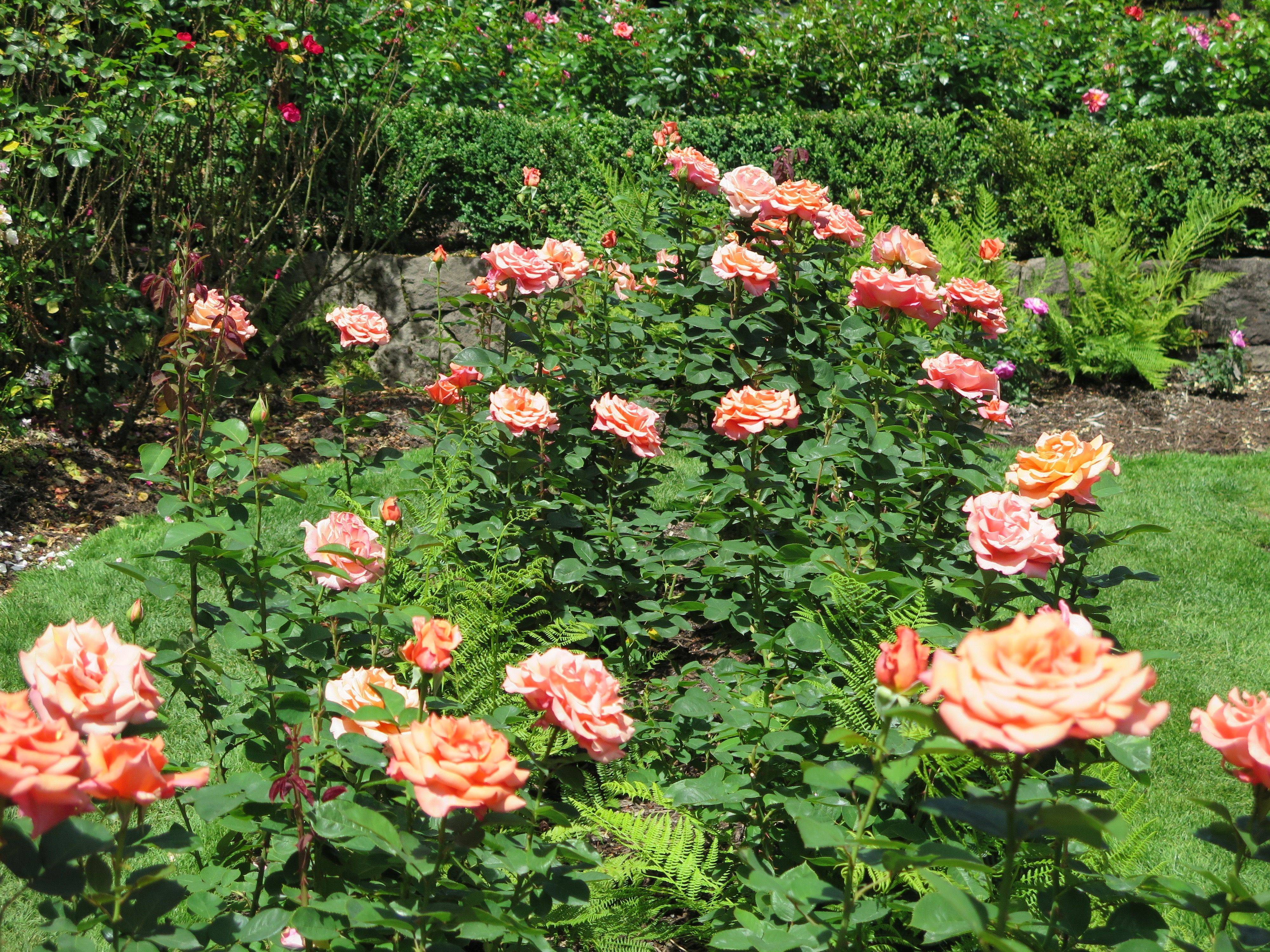 International Rose Test Garden Urban Park