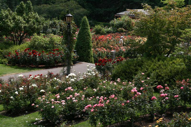 International Rose Test Garden Botanical Garden