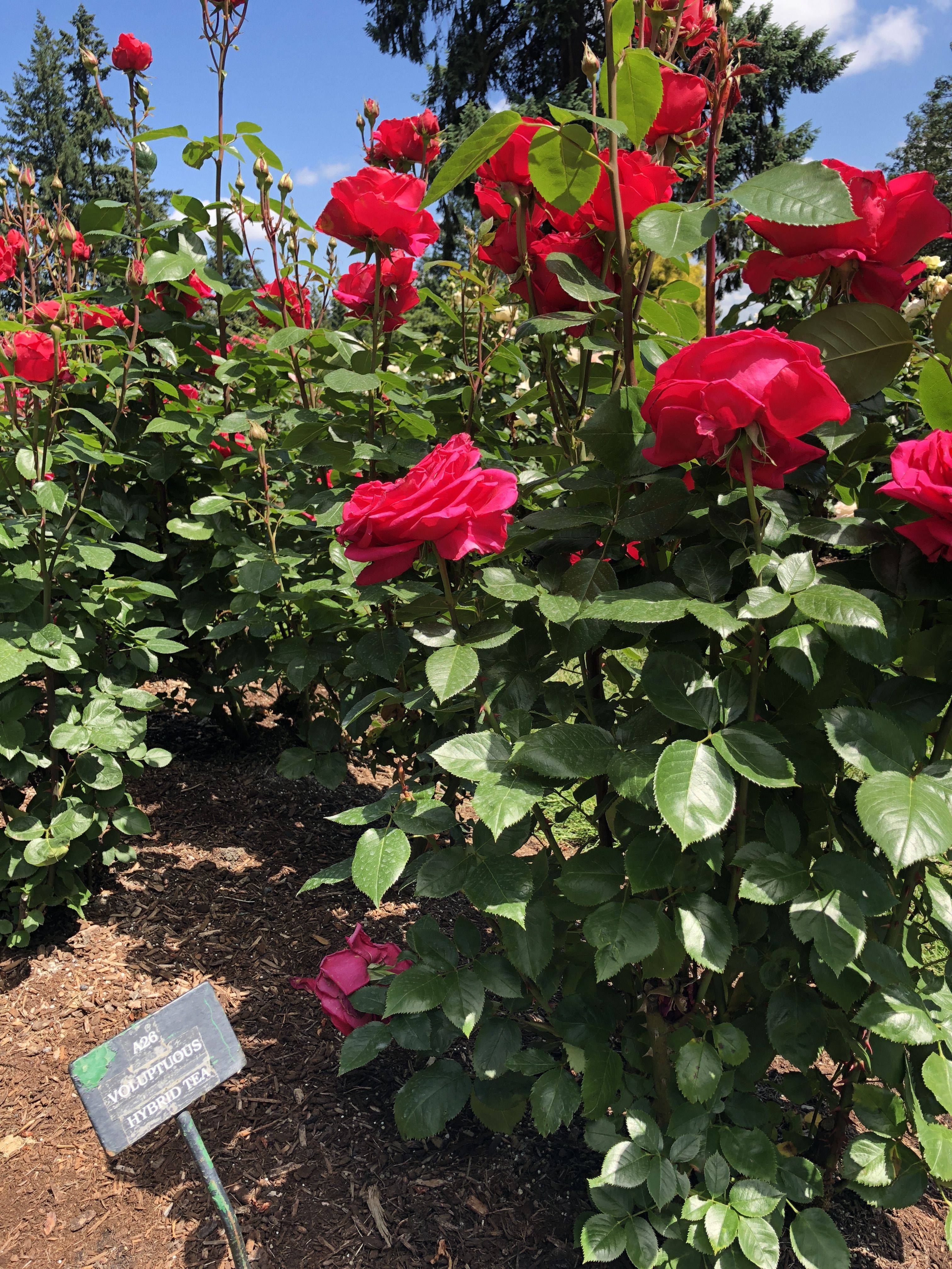 Pin En Gardenrose Garden