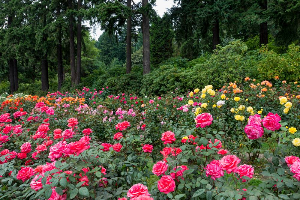 The International Rose Test Garden