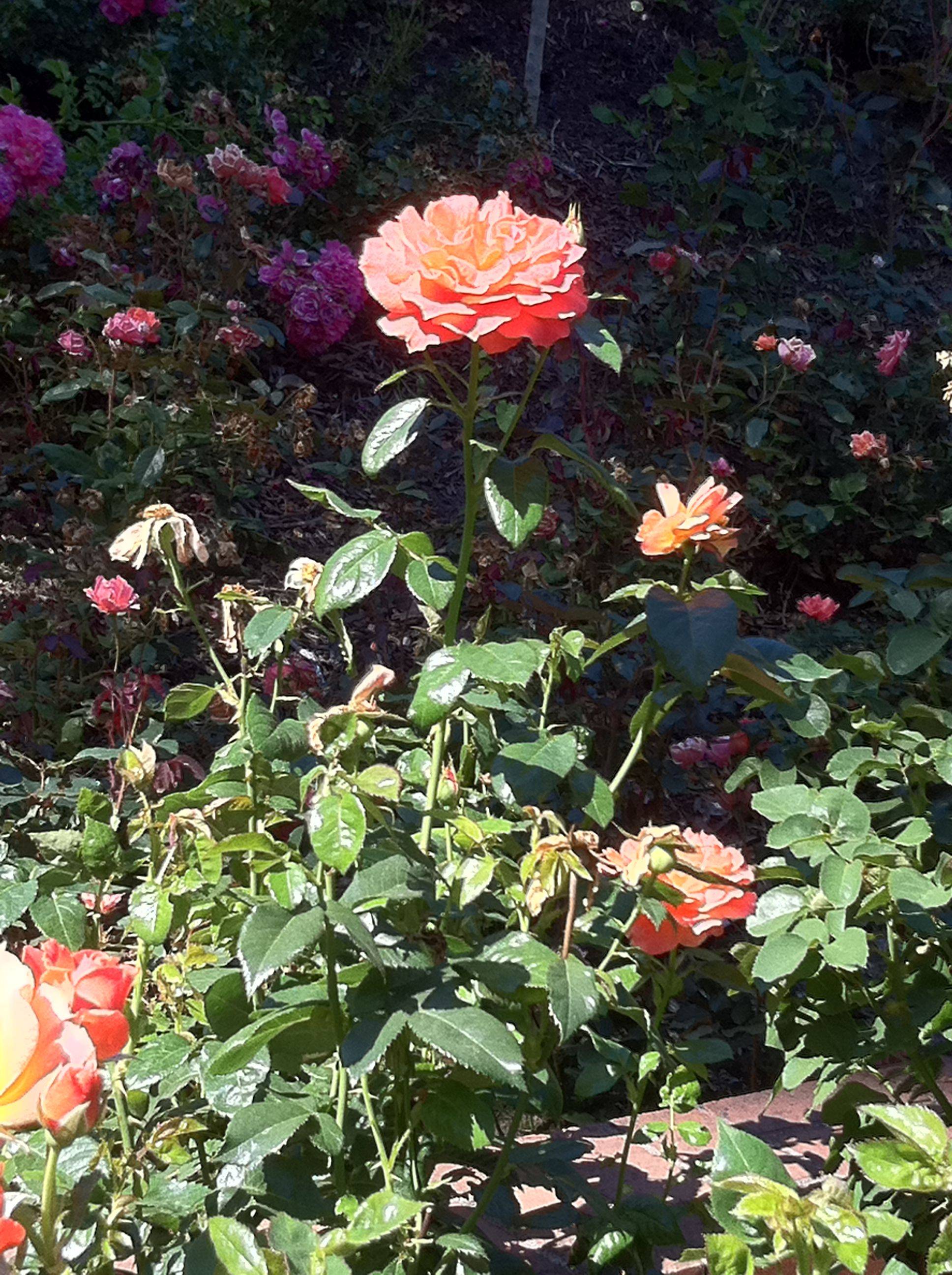 Portland International Rose Test Garden