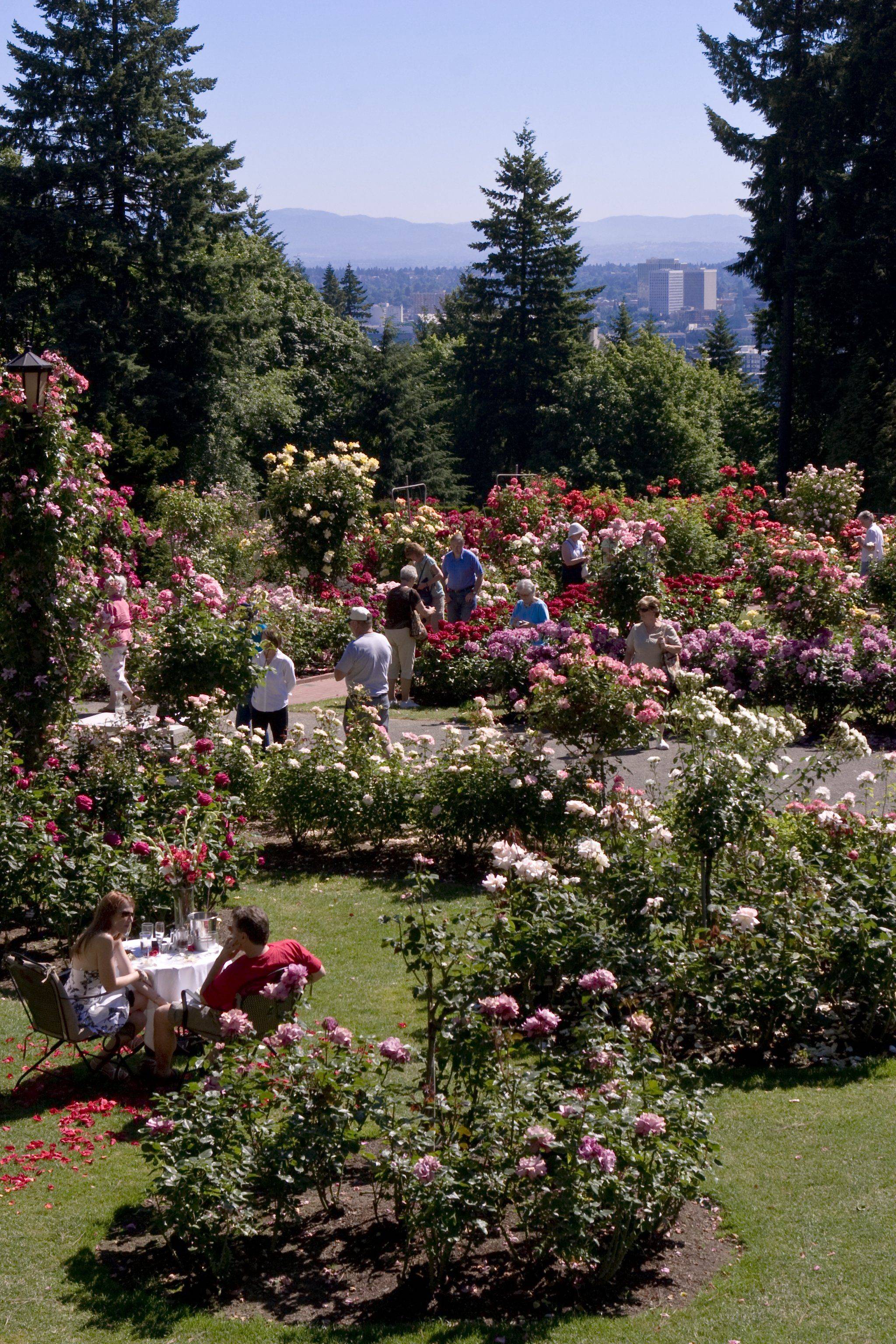 Portland Rose Garden Wonders