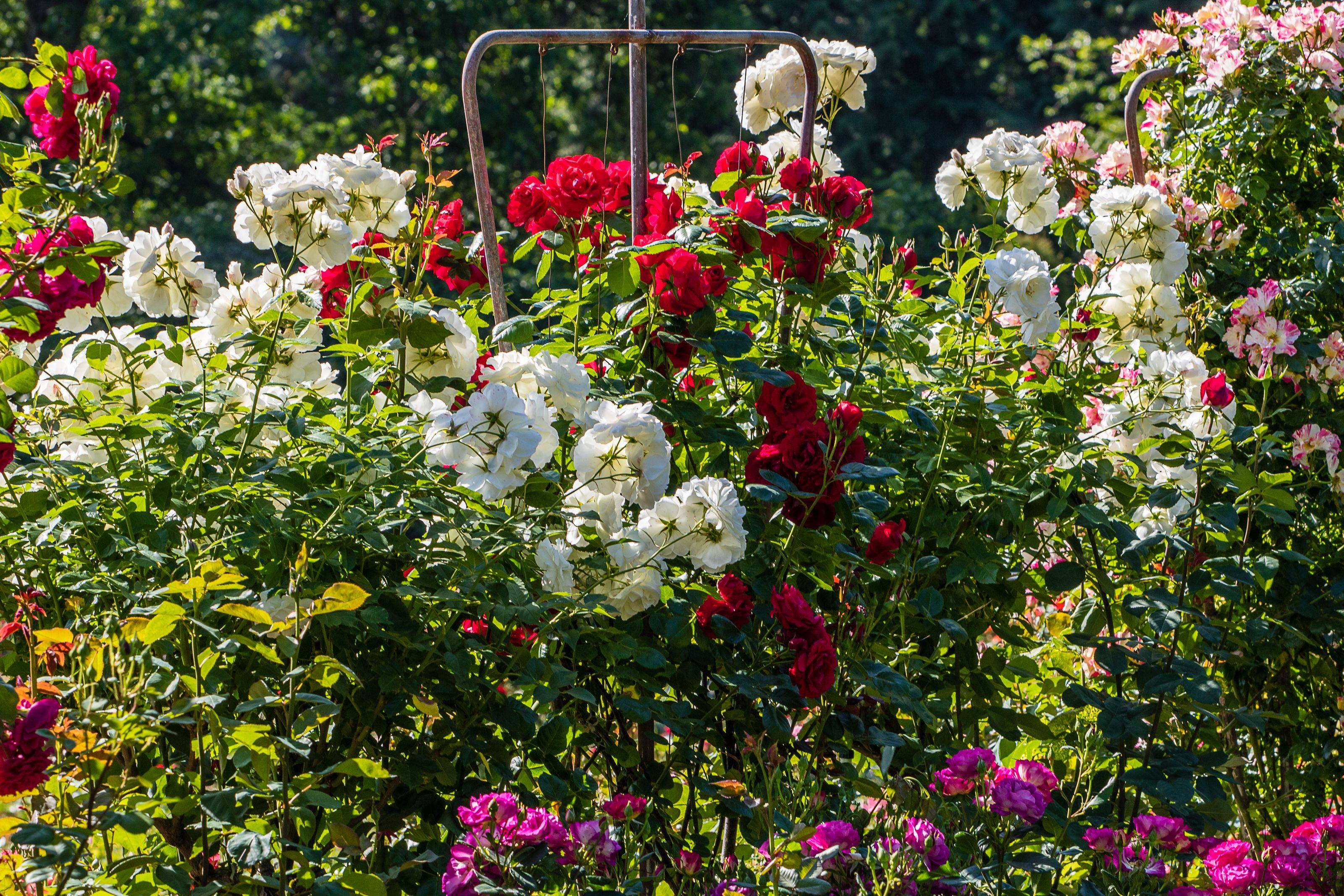 Rose Bush Landscape Ideas Flowermagic Flower Garden Images