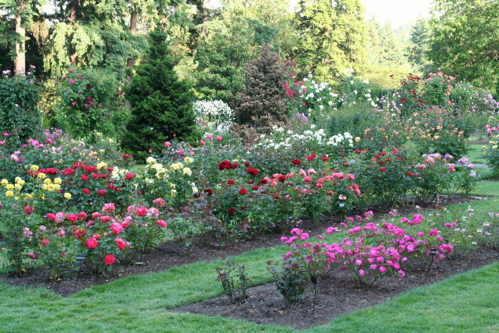 Rose Garden Portland Oregon Washington Park Rose Garden Portland