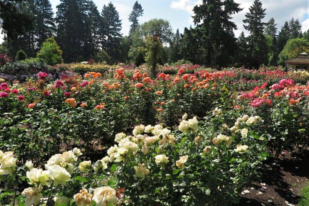 Rose Garden Portland