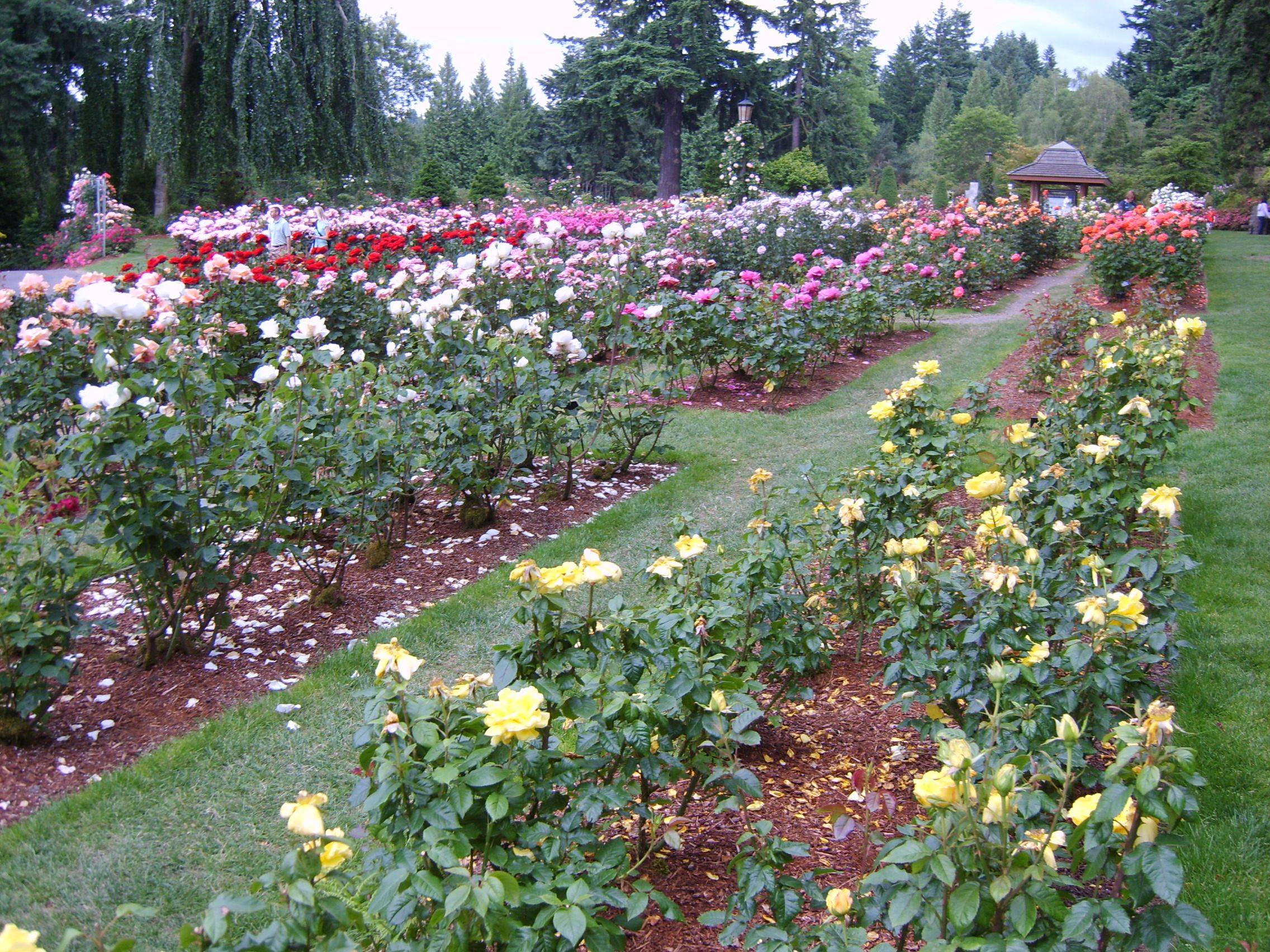 Peninsula Park Rose Garden Piedmont Tips