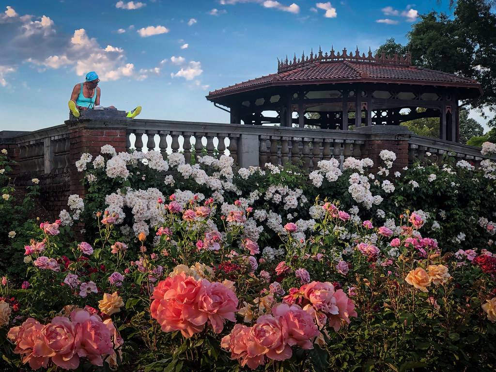 Peninsula Park Rose Garden Piedmont Tips