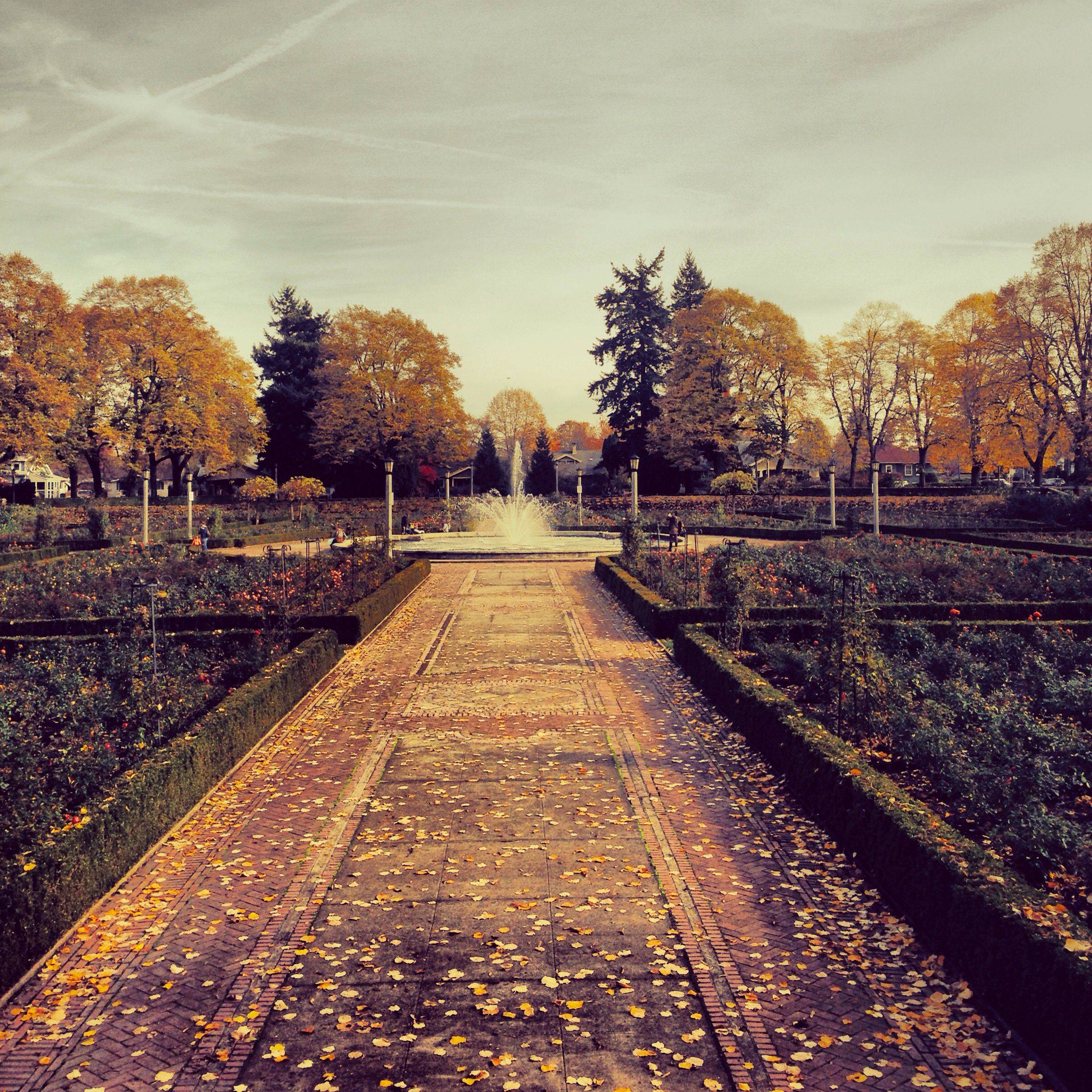 Rose Garden Portland