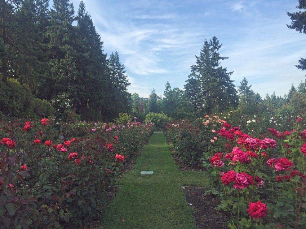 Rose Garden