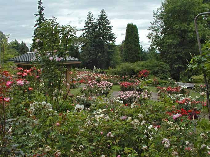 Portlands Gold Medal Rose Garden