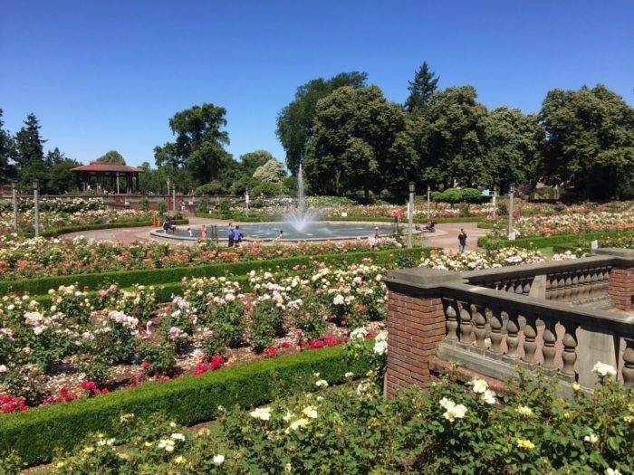 Morcom Rose Garden