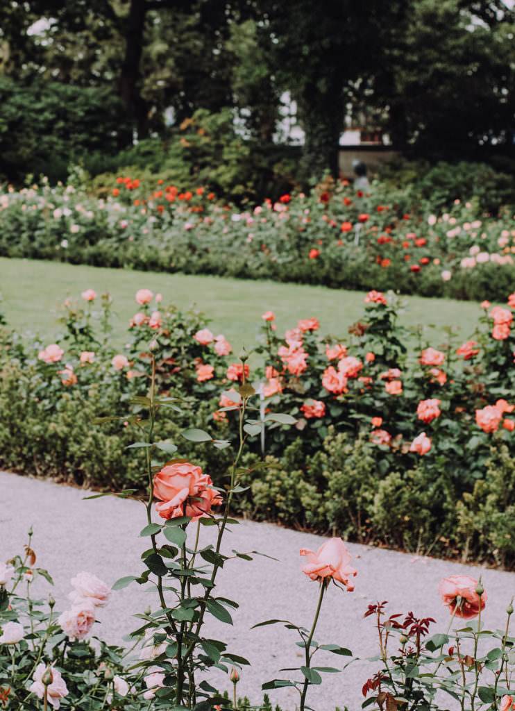 San Jose Rose Garden