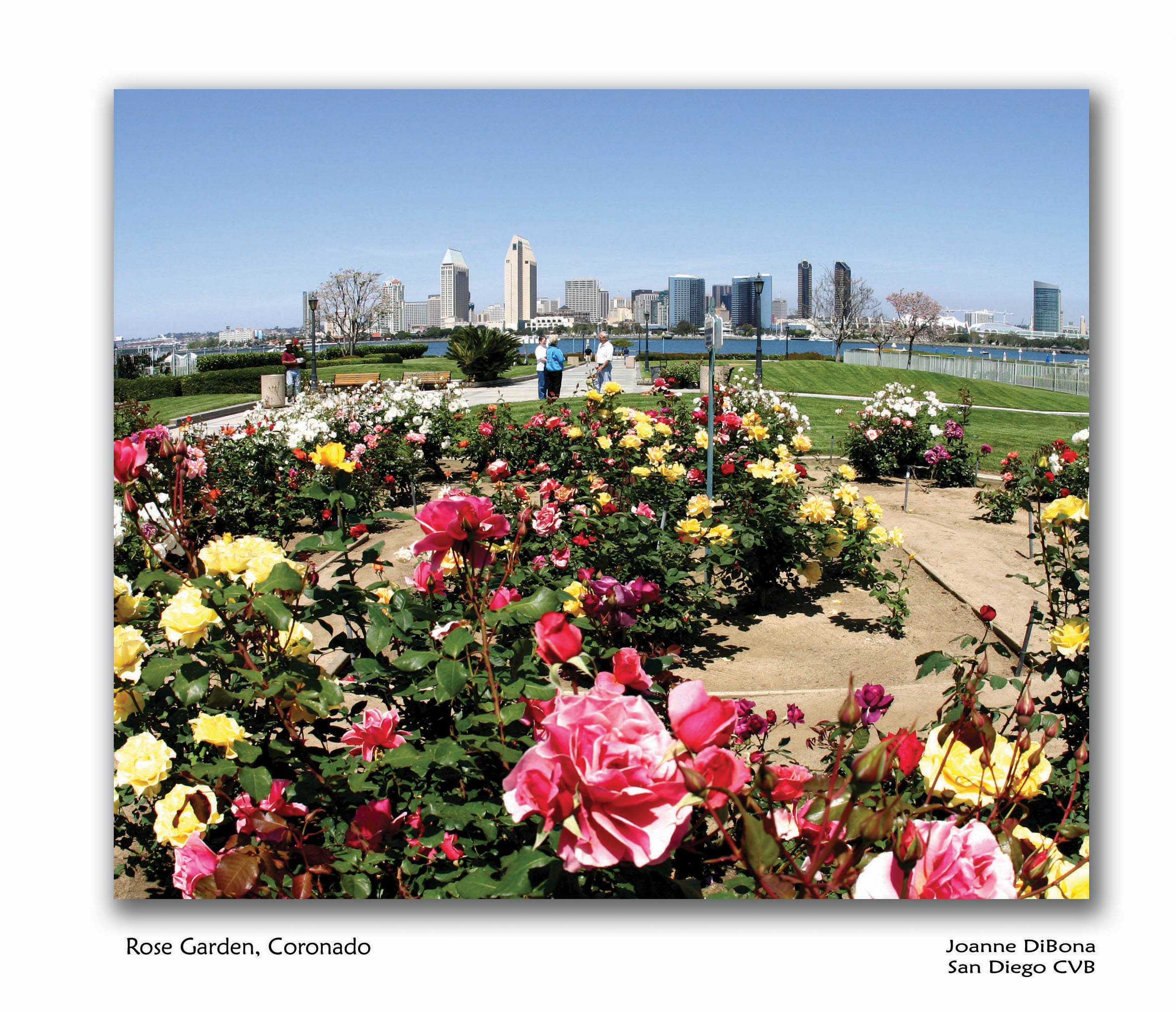 The Worlds Top Rose Gardens