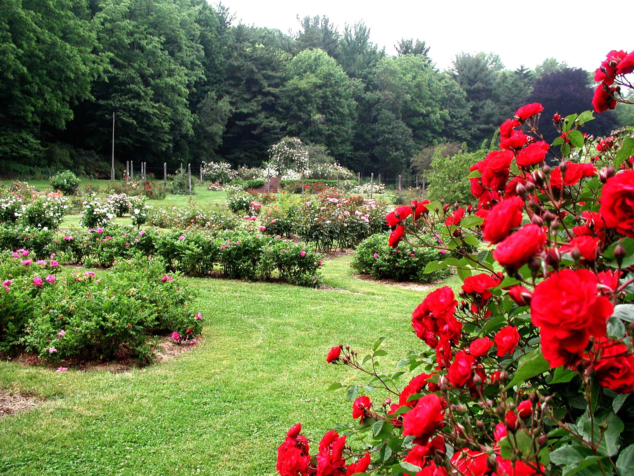 The Bern Rose Garden