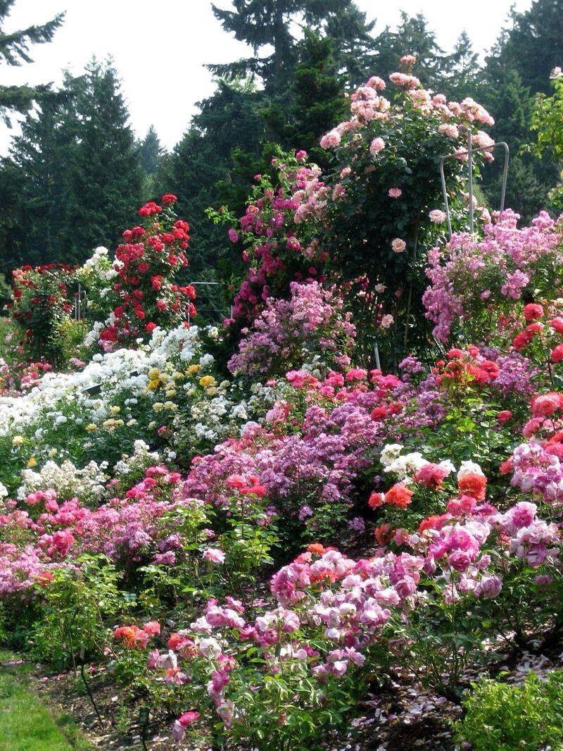 Backyard Garden Ideas