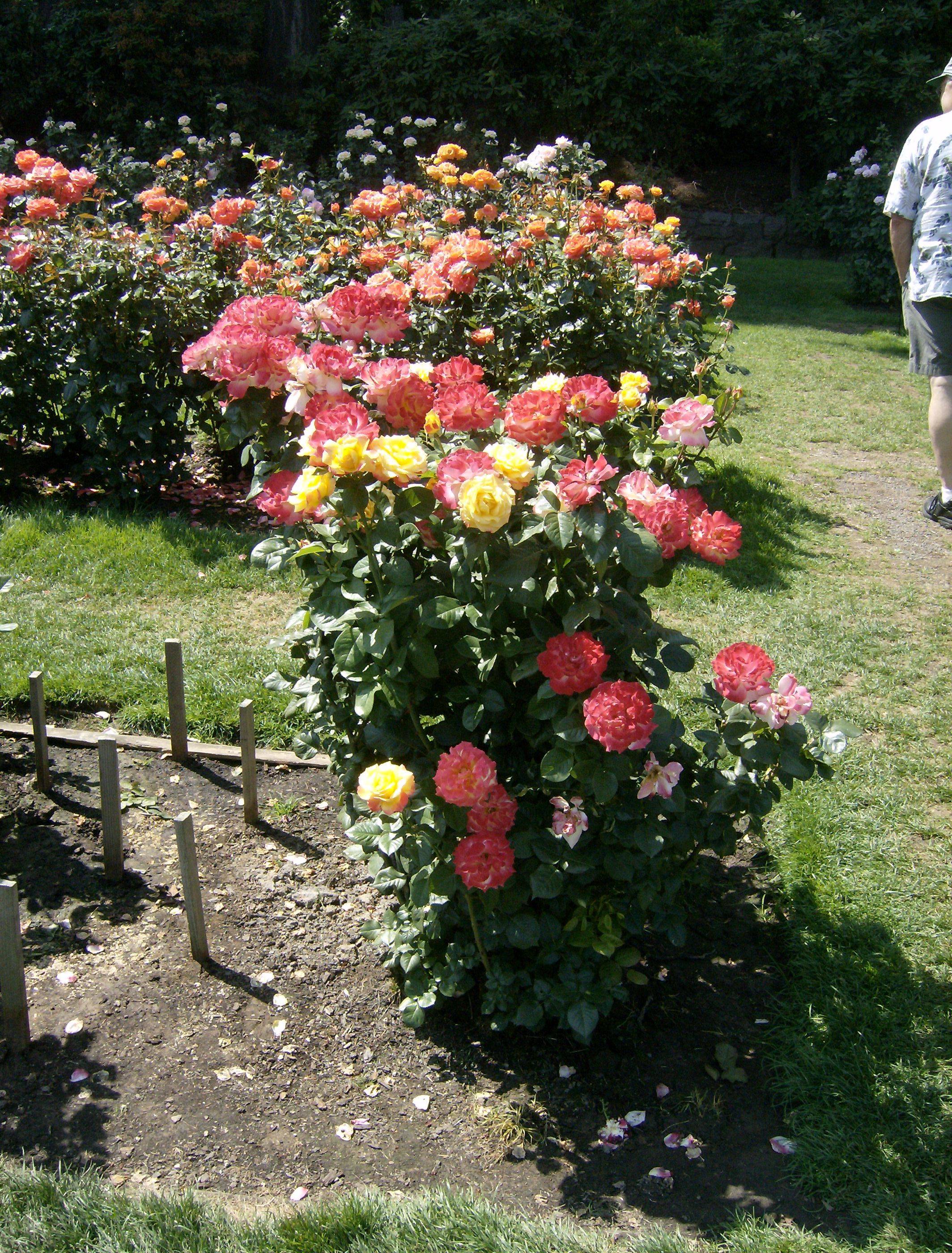 International Rose Test Garden Attractions Travel Leisure