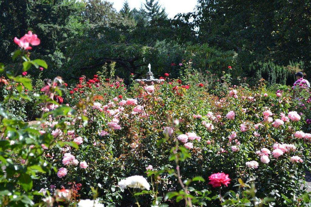 International Rose Test Garden Portland Oregon Garden