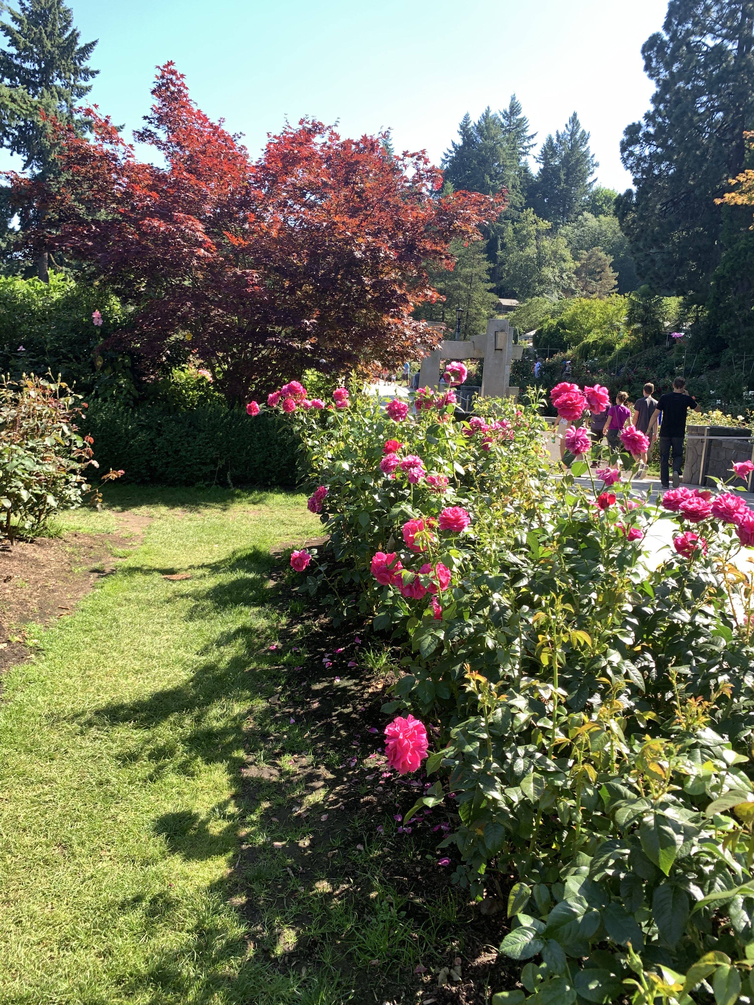 Portland Rose Garden