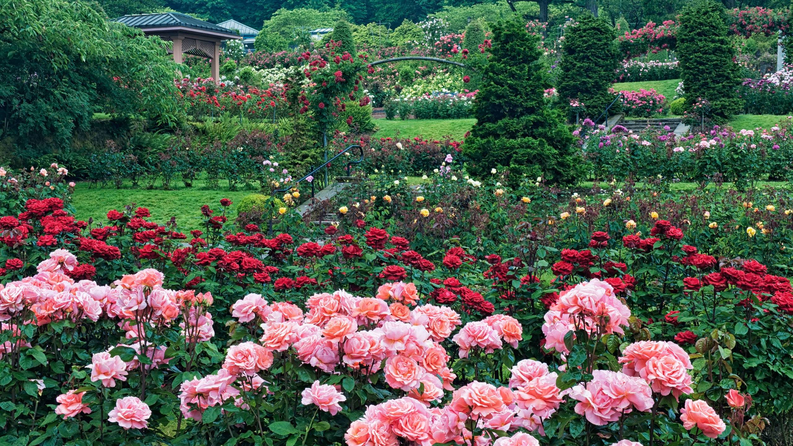 The Most Beautiful Roses