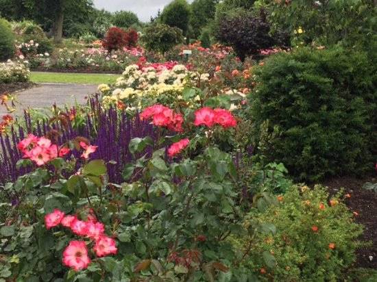 Australias Best Rose Gardens Australian Garden