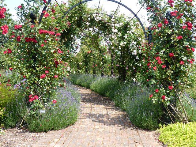 Your Garden Royal Splendor