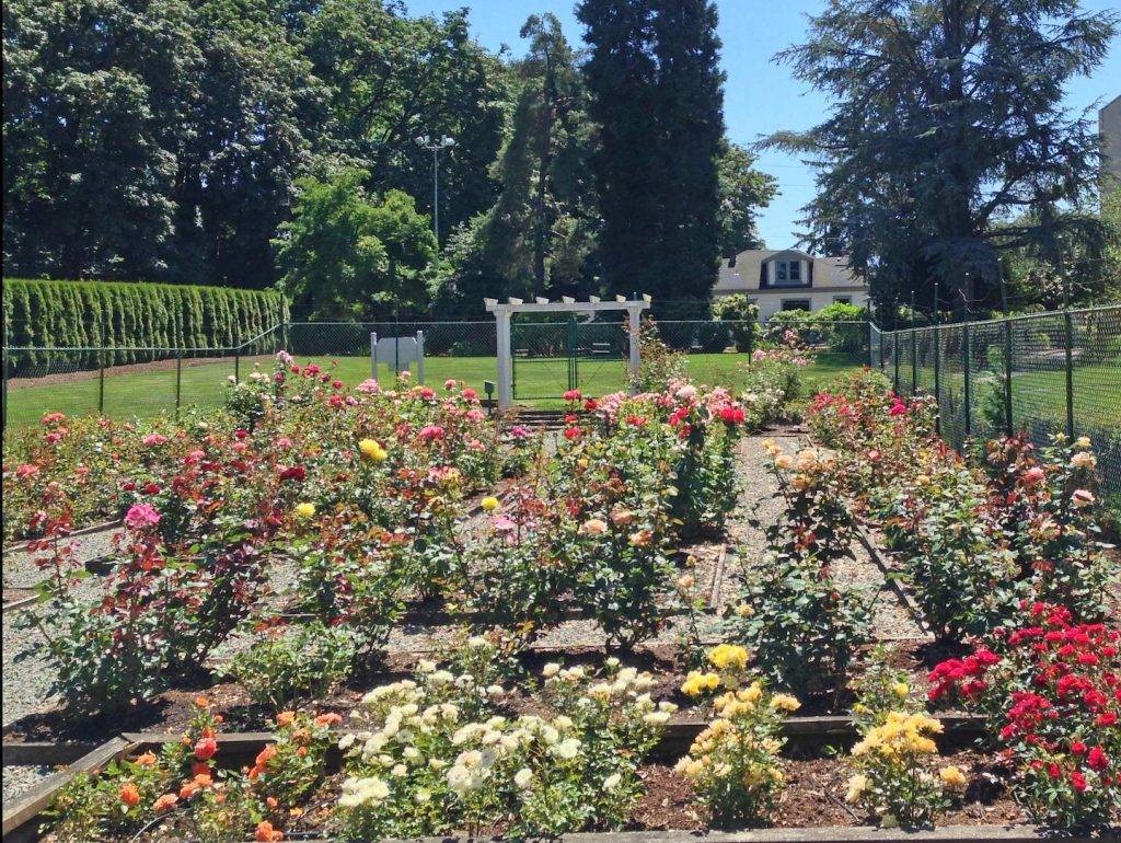 Peggy Rockefeller Rose Garden Garden Images Cool Desktop Wallpapers