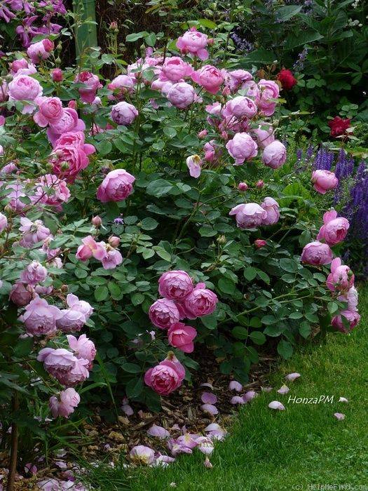 Vegetable Garden Design