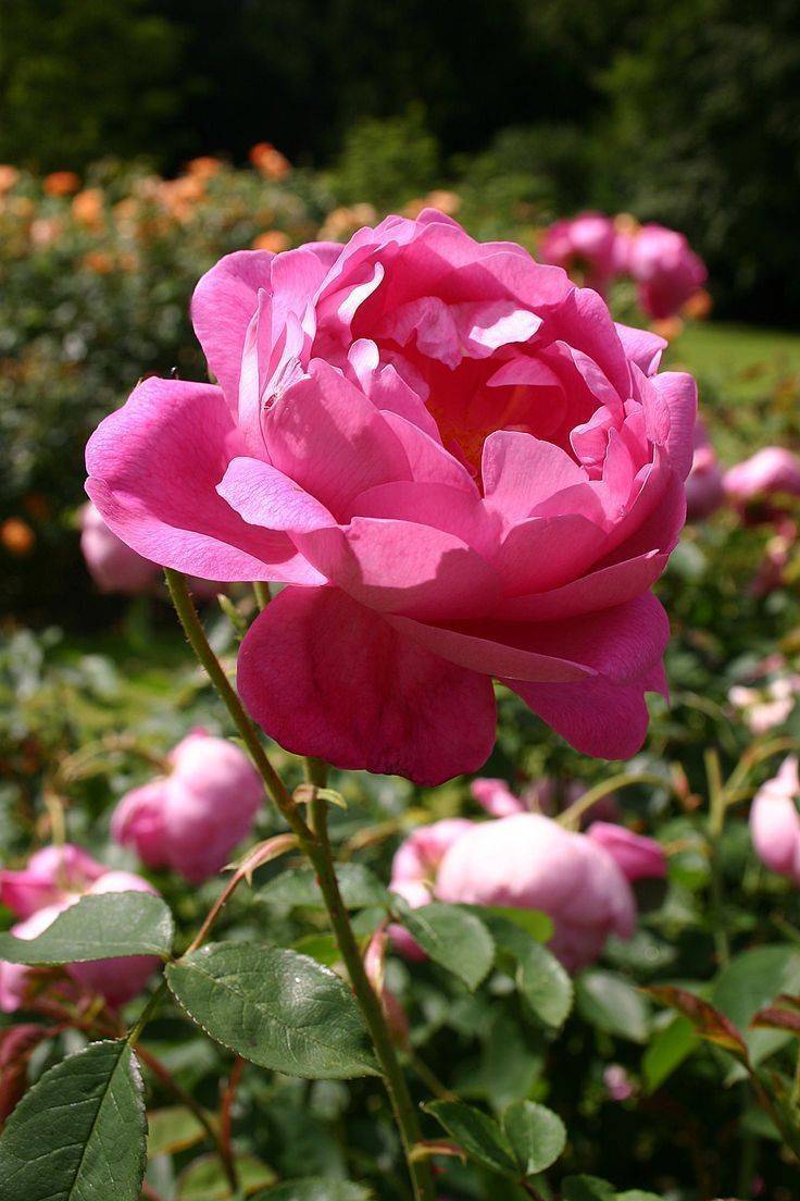 Peggy Rockefeller Rose Garden