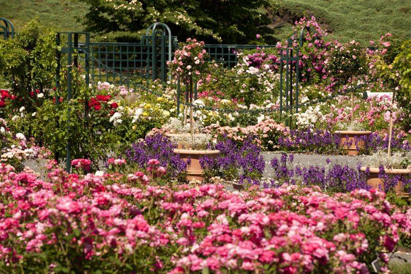 Royal Botanic Gardens Rose Garden Pavilion And Lawn Vincent Lai