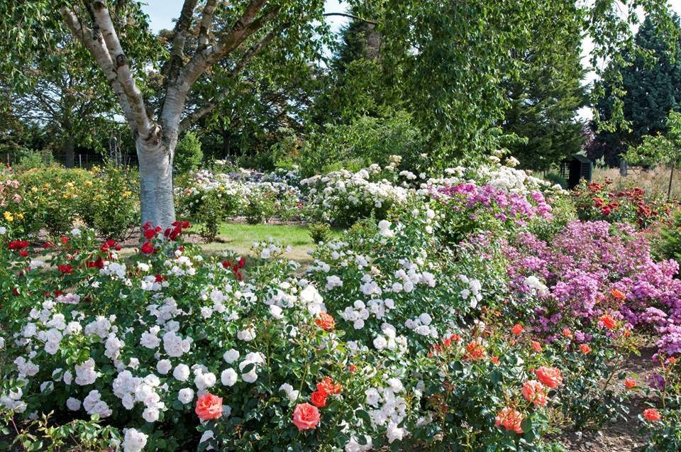 Royal National Rose Society Gardens