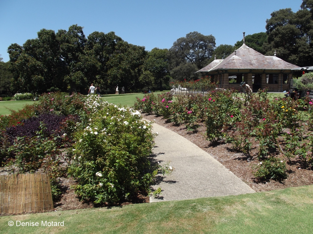 This Beautiful New Rose Garden