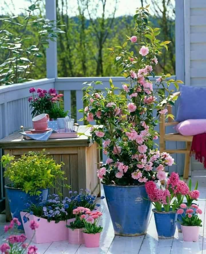 This White Blooming Variety