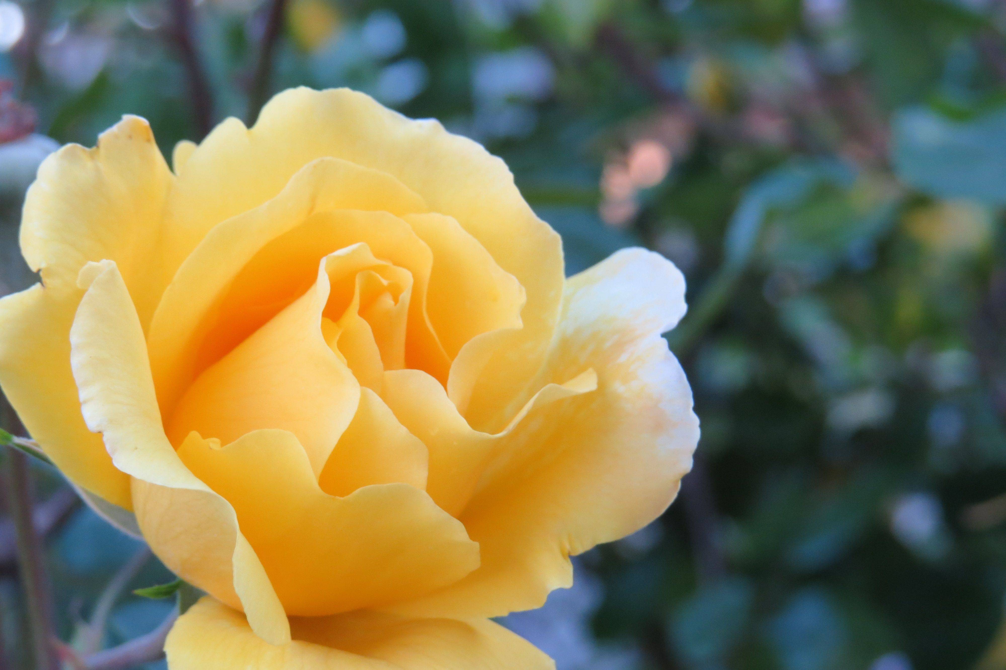 Gorgeous And Creative Flower Bed Ideas