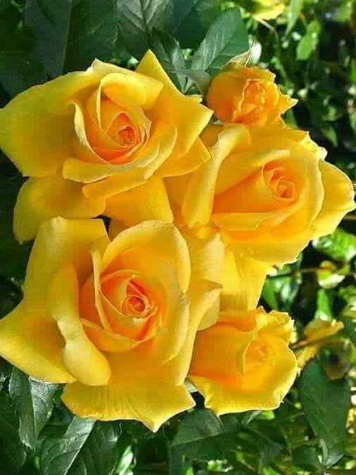 Pesquisa Google Yellow Roses