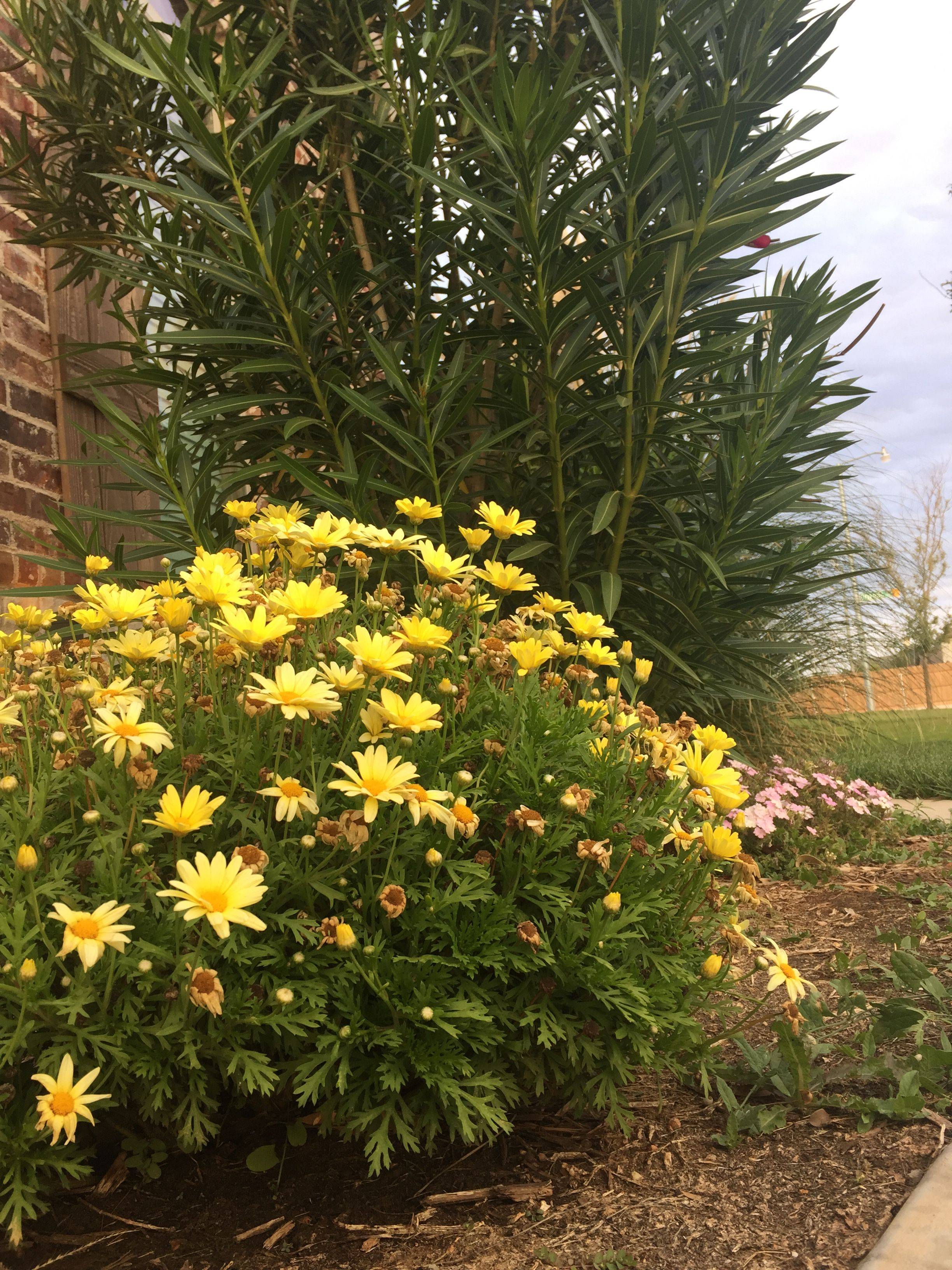 A Cultivated Nest Yellow Roses