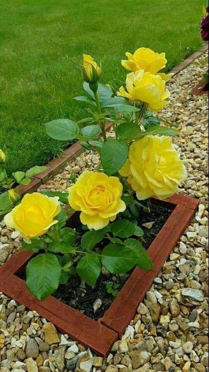 Most Beautiful Yellow Garden Designs