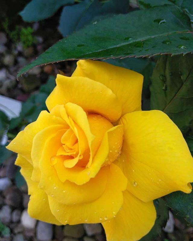 Most Beautiful Yellow Garden Designs